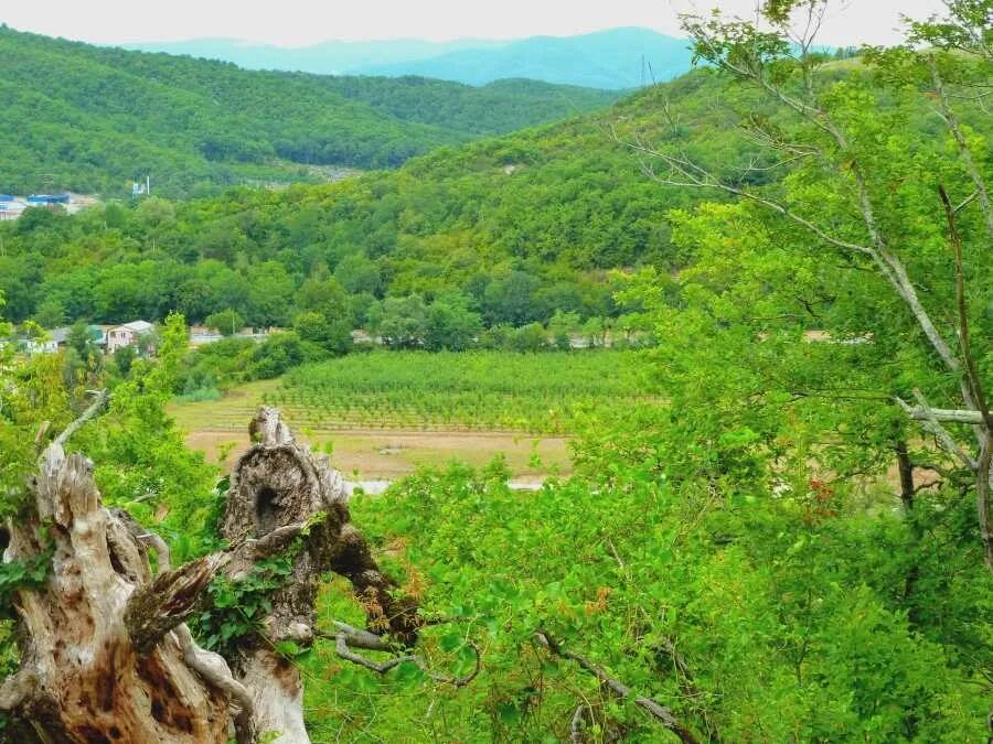 Сосновая щель архипо-осиповка. Бриз архипо-осиповка. Холм архипо-осиповке. Ведьмина поляна архипо-осиповка 2022. Черкесская щель архипо-осиповка.