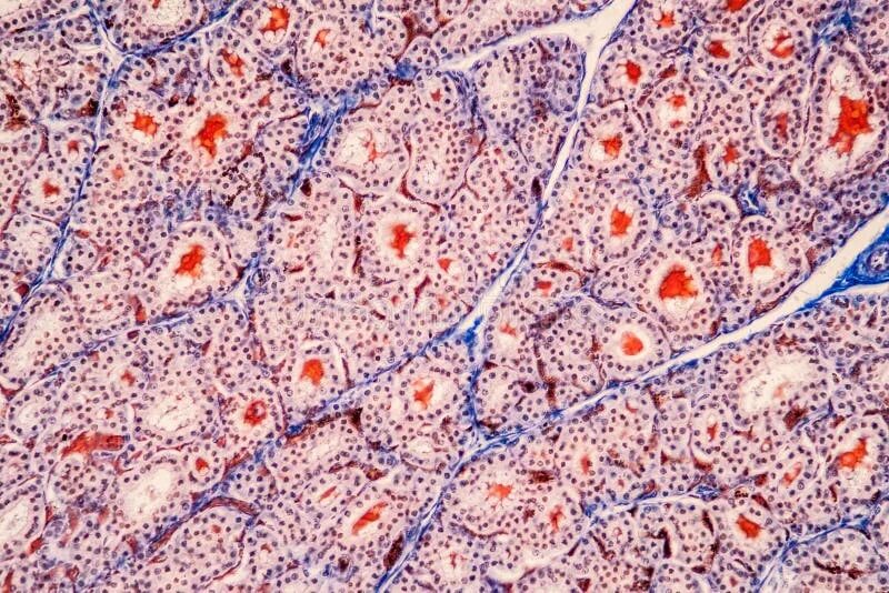Щитовидная железа под микроскопом The Thyroid Gland in the Endocrine System