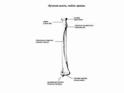 Грудина и лучевая кость