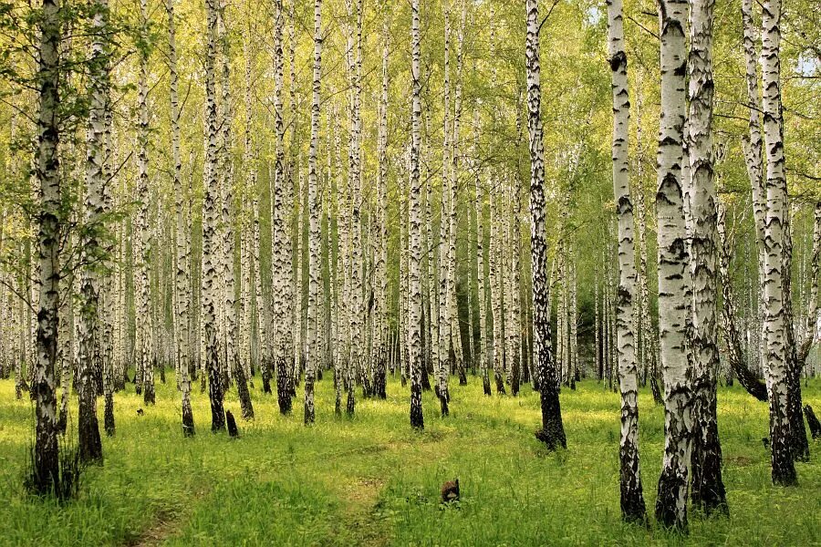 Березовая роща мытищи. Березовая роща ярославль. Березовая роща в селе константиново. День роща. Берёзовая роща красноуфимск.