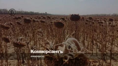 Уборка подсолнечника 2024