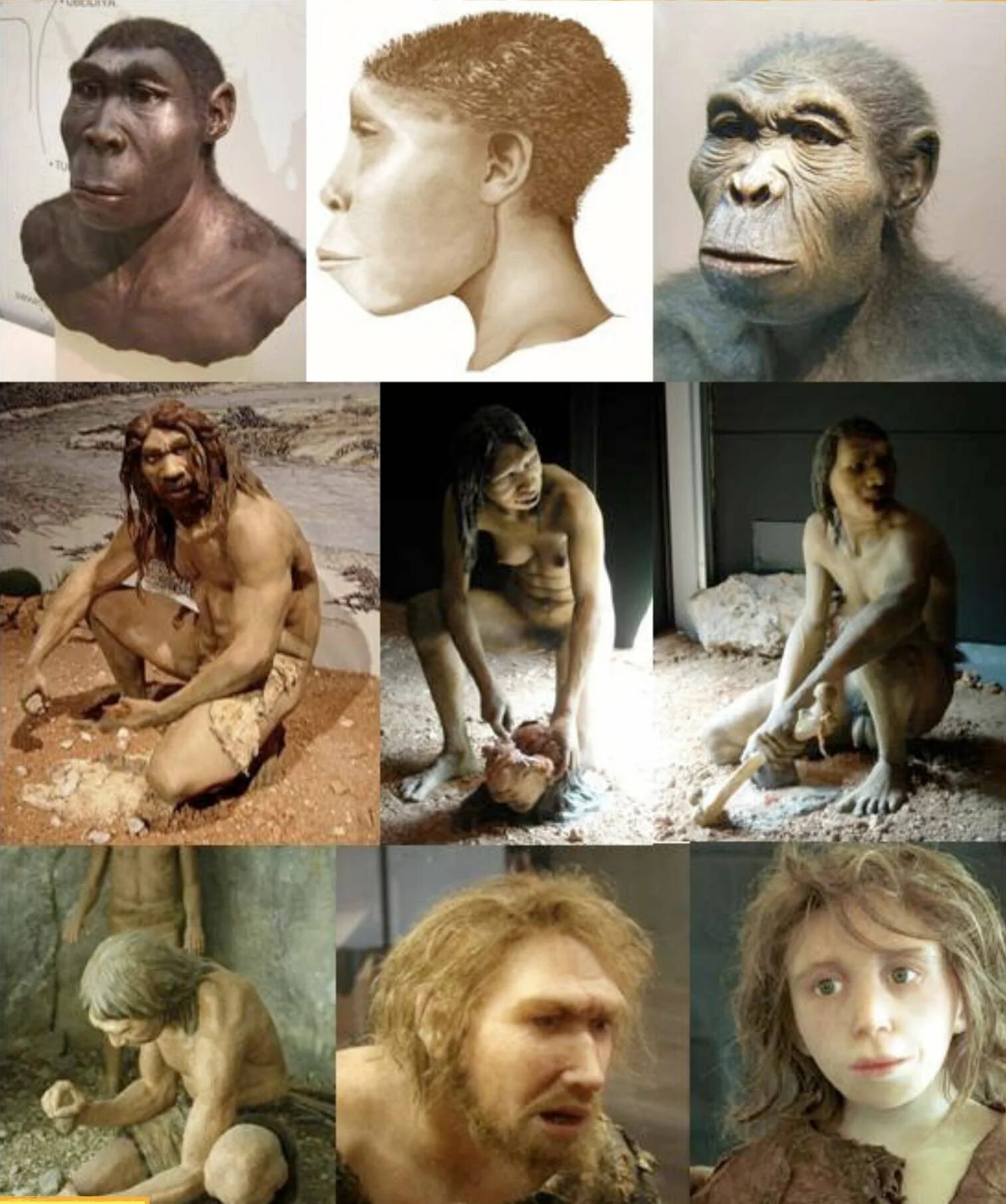 Неандертальцы предки кроманьонцев. Гомосапиенс сапиенс хомо. Хомо сапиенс и хомо хабилис. Кроманьонец ( homo sapiens). Хомо хабилис хомо Эректус хомо эргастер.