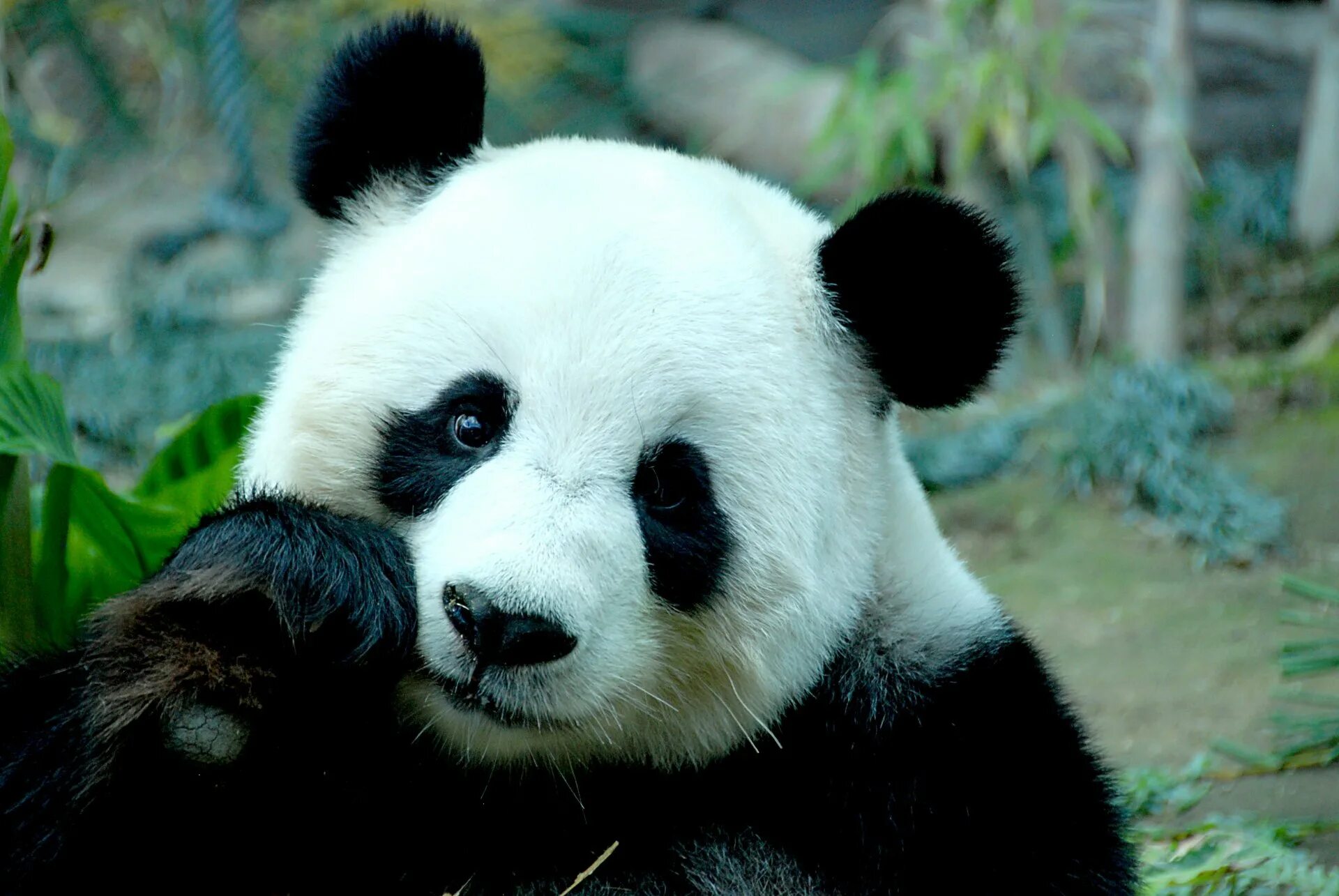 Visual panda