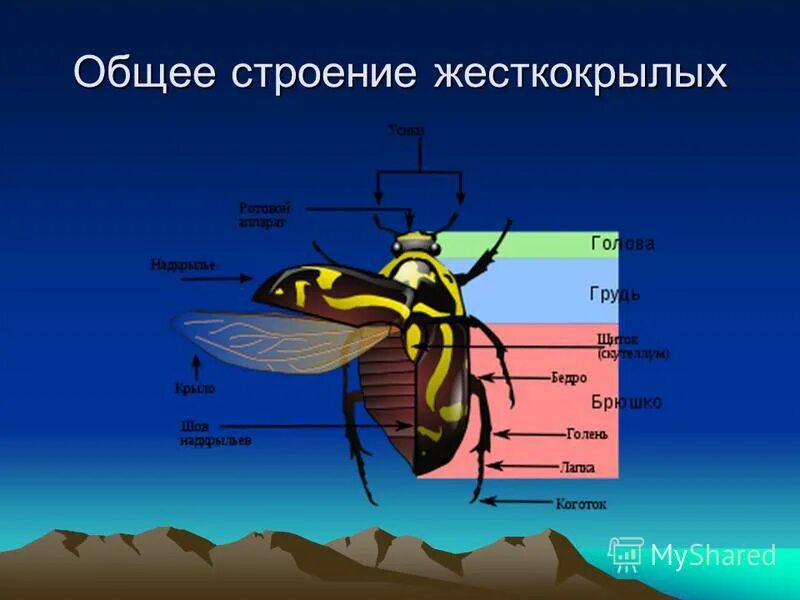 Внешнее строение жесткокрылых. Внешнее строение жесткокрылых. Жесткокрылые жуки особенности строения. Внешнее строение жесткокрылых. Внешнее строение жесткокрылых.