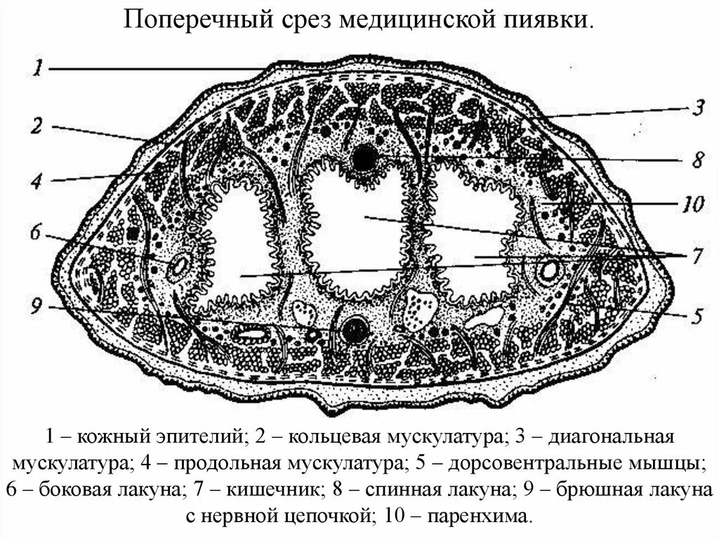 Группа срез. Медицинская пиявка строение поперечный срез. Поперечный срез медицинской пиявки паренхима. Поперечный срез пиявки Догель. Поперечный разрез медицинской пиявки.