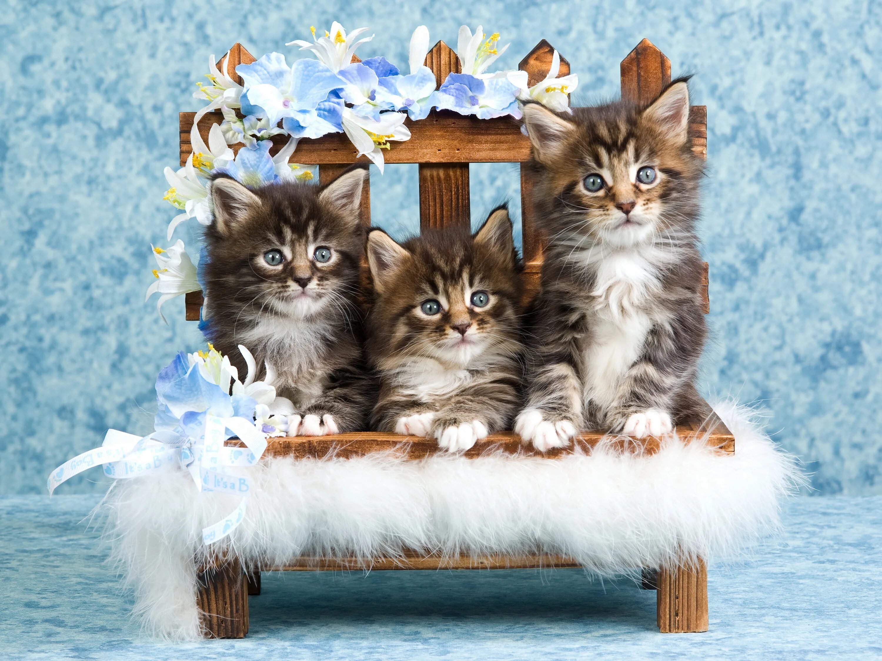 Кошки 9 мая. Мейн-кун. красивые котята. милые кошки.