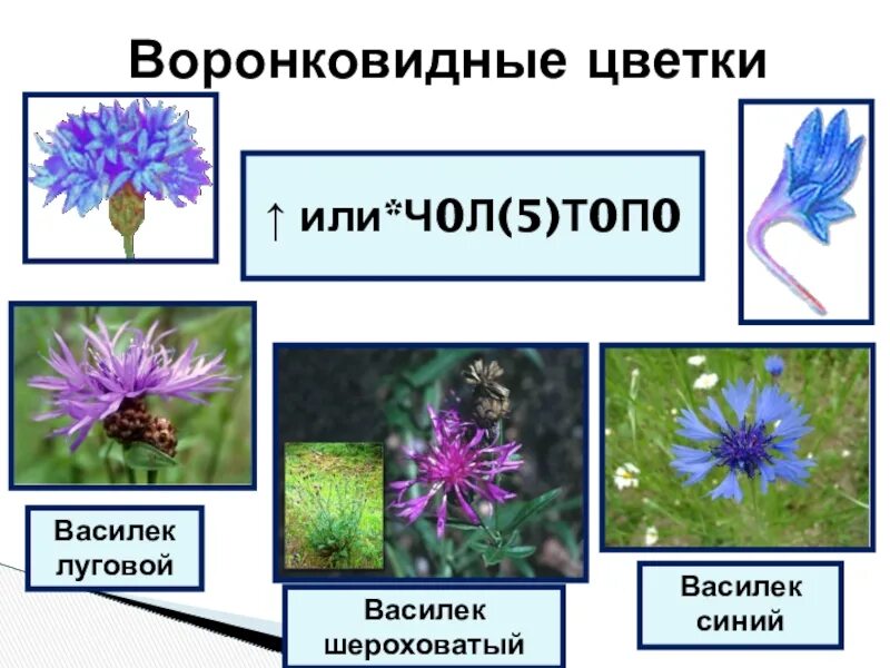 Растения Луга Василек Луговой. Василек Луговой и Василек синий. Сложноцветные воронковидные. Василек воронковидные цветки. Василек текст описание