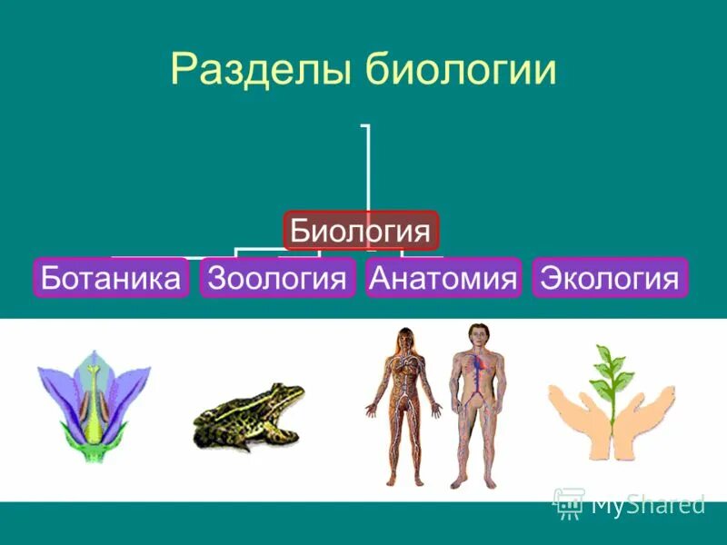 разделы биологических наук таблица. название биологических наук. названия наук. разделы биологии ботаника зоология. новейшие разделы биологии.