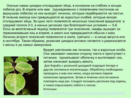 На какой день появляются листья