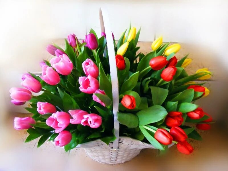 Букет тюльпанов на белом фоне. Яркий весенний букет. Тюльпаны открытка. Яркий букет. Красивый букет.