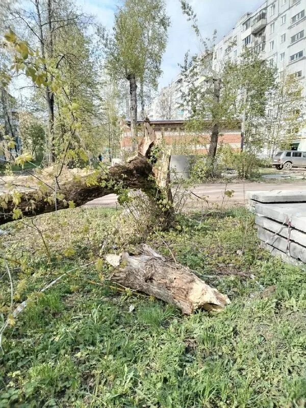 Упавшее дерево. Фонарный столб во дворе. Гдз родной русский язык 2 класс. В серебре лежат дворы. Русский язык 1 класс канакина.
