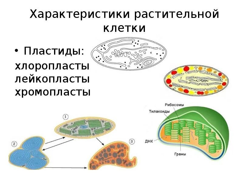 Какие клетки имеют хлоропласты. Строение растительные пластиды. Пластиды в клетках растений 5 класс биология. Лейкопласты в растительной клетке.