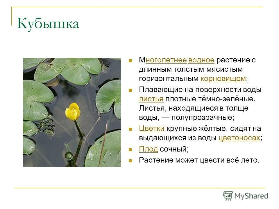 лотос гигантский виктория амазонская. кувшинка виктория-регия. кувшинка белая водяная лилия. речная кувшинка белая. пистия водяная лилия.