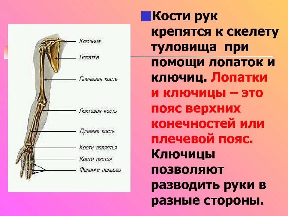 Скелет верхней конечности лопатка. Пояс верхних конечностей функции. Скелет руки человека. Человеческая рука кости. Кости скелета рук