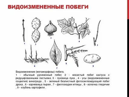 Филлокладий это видоизмененный