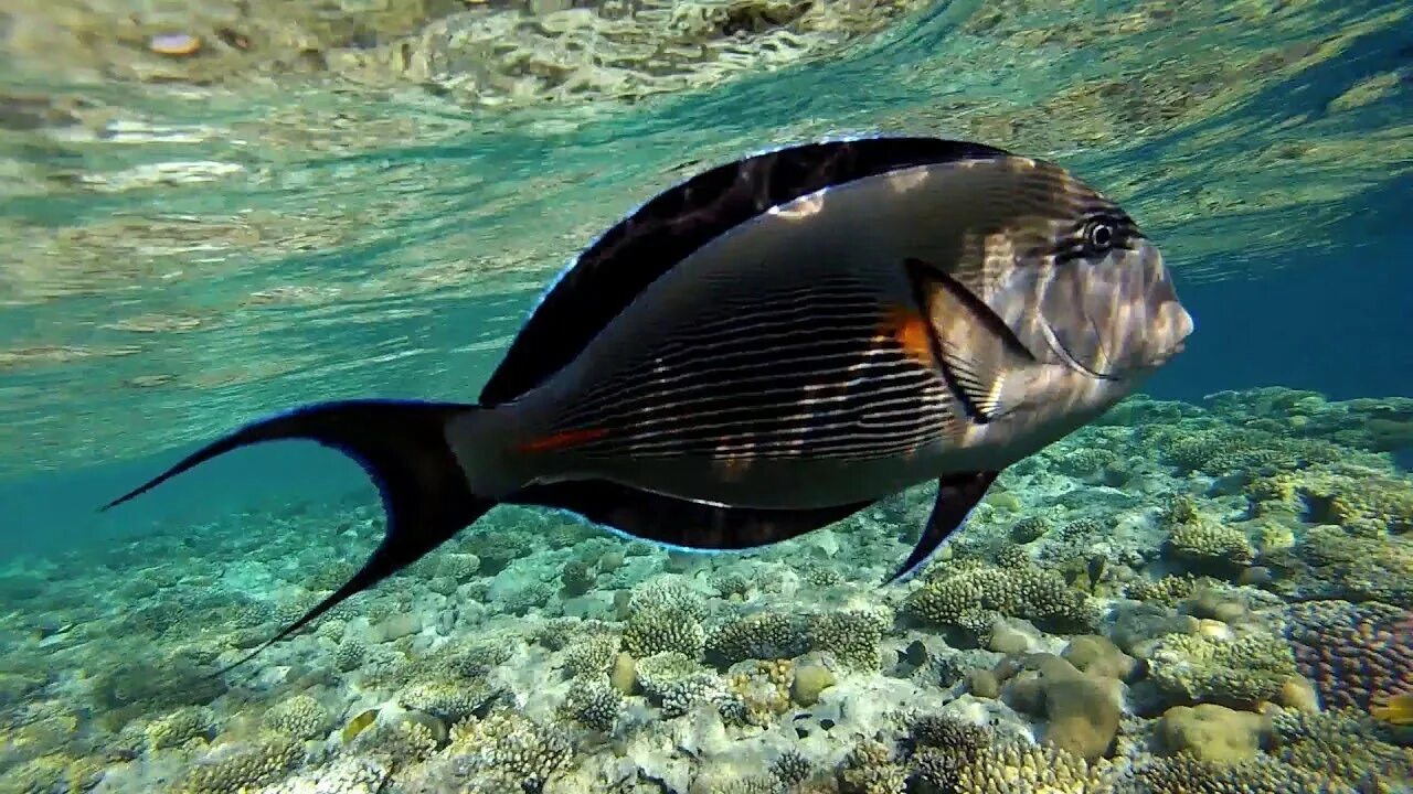 Sea big fish. Большие рыбы. Самая большая рыба в черном море. Бриллиантовый каранкс рыба. Рыба в турции.