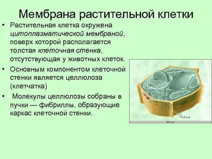 Оболочка в растительной клетке ответ. Строение плазматической мембраны растительной клетки. Плазматическая мембрана родительной клетки. Строение плазматической мембраны растительной. Функция клеточной мембраны в растительной клетке.