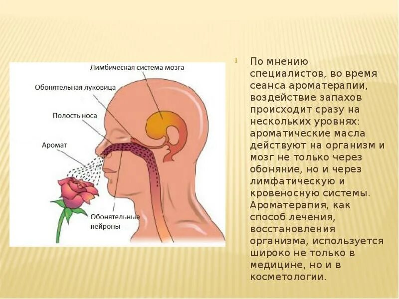 Обонятельная. Обоняние. Обоняние и мозг. Головной мозг обоняние. Зона обоняния и вкуса.