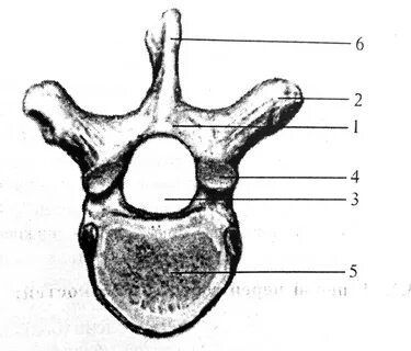 Позвонок человека рисунок.