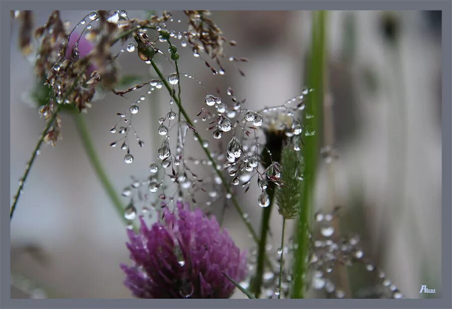 Капель после дождя. Роса на цветах. Полевые цветы после дождя. Цветы под дождем.
