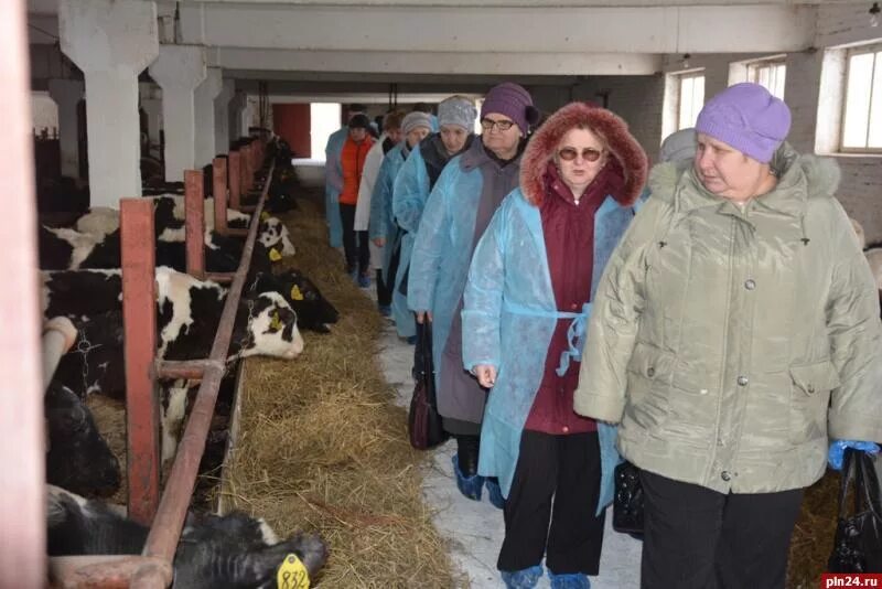 Спк псковский. Деревня шики островский район псковская область. Директор фермы. Спк псковский. Спк псковский.