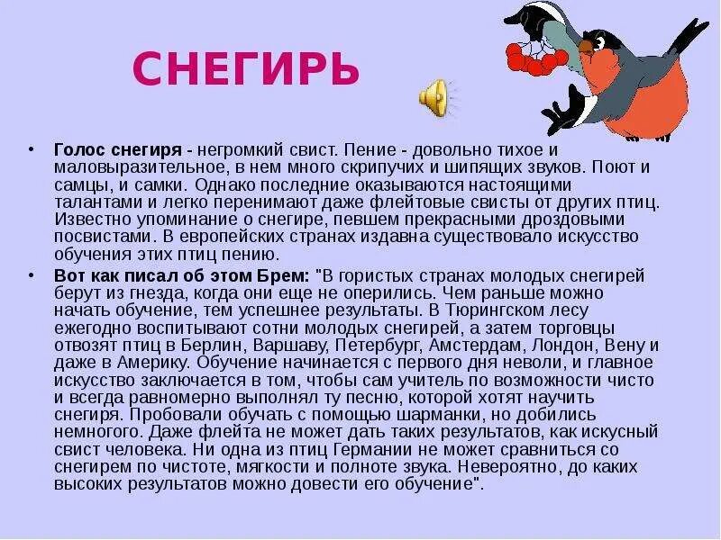 Голос снегиря. Какие звуки издает Снегирь. Звук снегиря. Звук издающий Снегирь. Снегирь звуки и буквы