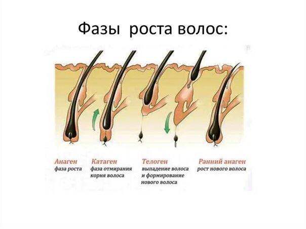 Помогает Ли Сперма В Росте Волос