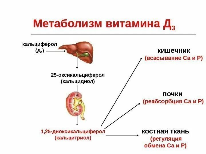 Почка влияет на печень. Метаболизм витамина д педиатрия. Схема метаболизма витамина д3. Метаболизм витамина д в почках. Синтез витамина д в почках.