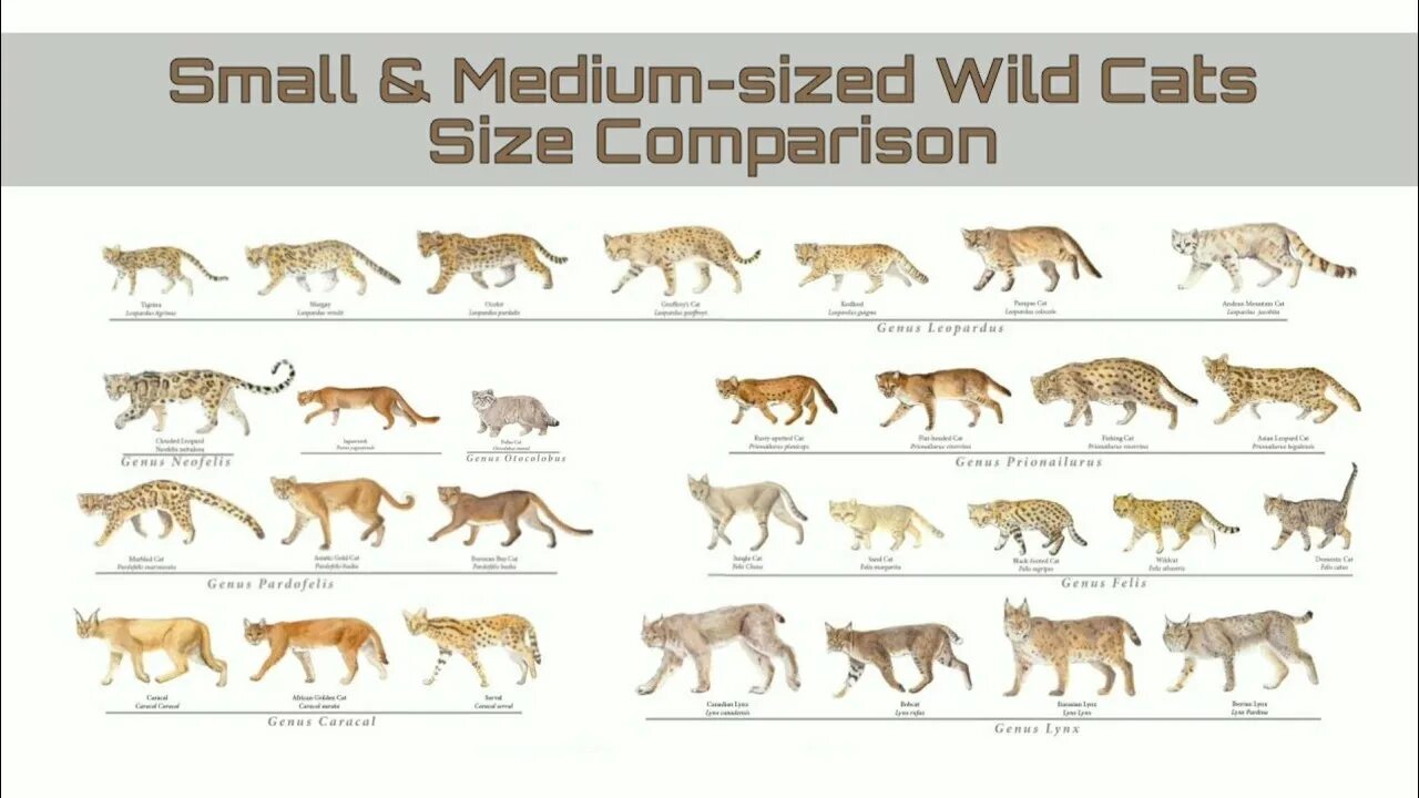 Small compared