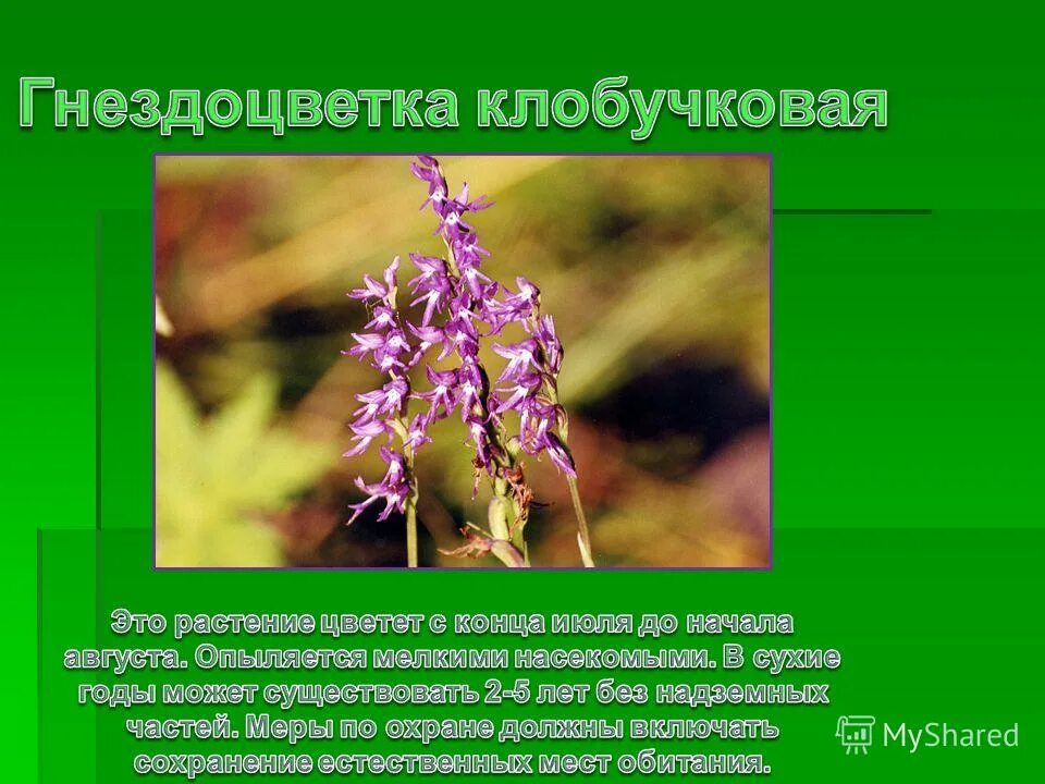Растения внесенные в красную книгу алтайского края. Растения Алтайского края занесенные в красную книгу. Краснокнижные растения Алтайского края. Красная книга Алтайского края растения. Алтайские растения в красной книге