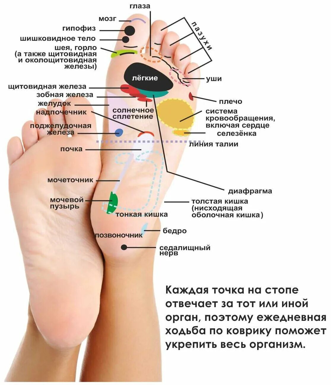 Точки на подошве ног. Массажный коврик тонус Profi. Биологически активные точки на стопе. Точечный массаж ступней ног схема. Биологически активные точки на ступнях ног.