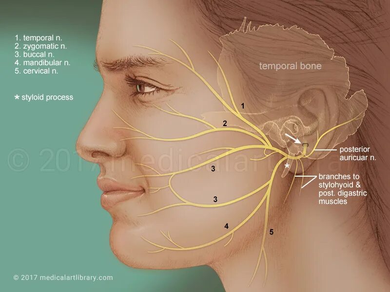 Карта лицевых нервов. Лицевой нерв и тройничный нерв. Тройничный нерв анатомия. Анатомия человека тройничный нерв. Лицевой нерв (n. Facialis).