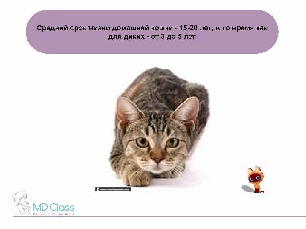 Жизнь кота сколько лет. Средняя Продолжительность жизни кота. Средний срок жизни кошек. Продолжительность жизни домашних кошек. Средняя Продолжительность жизни домашней кошки.