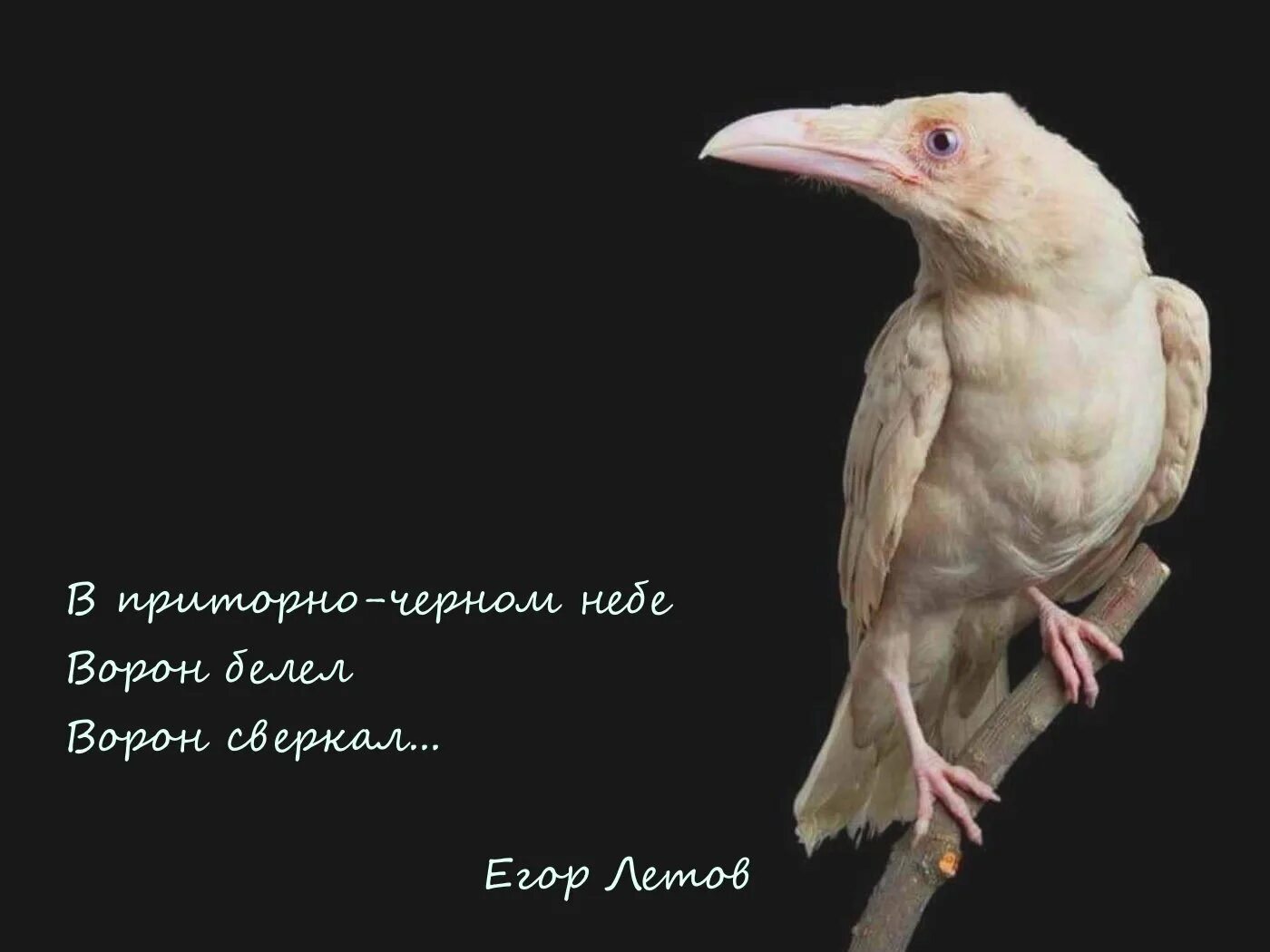 Белая ворона