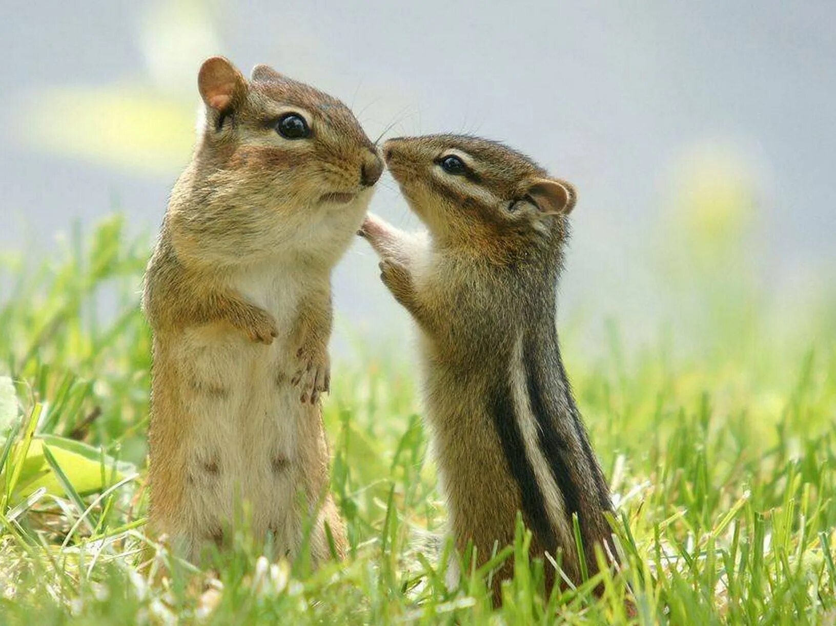 Animal communication. Бурундук. Общение животных. Бурундуки в природе. Два бурундука.