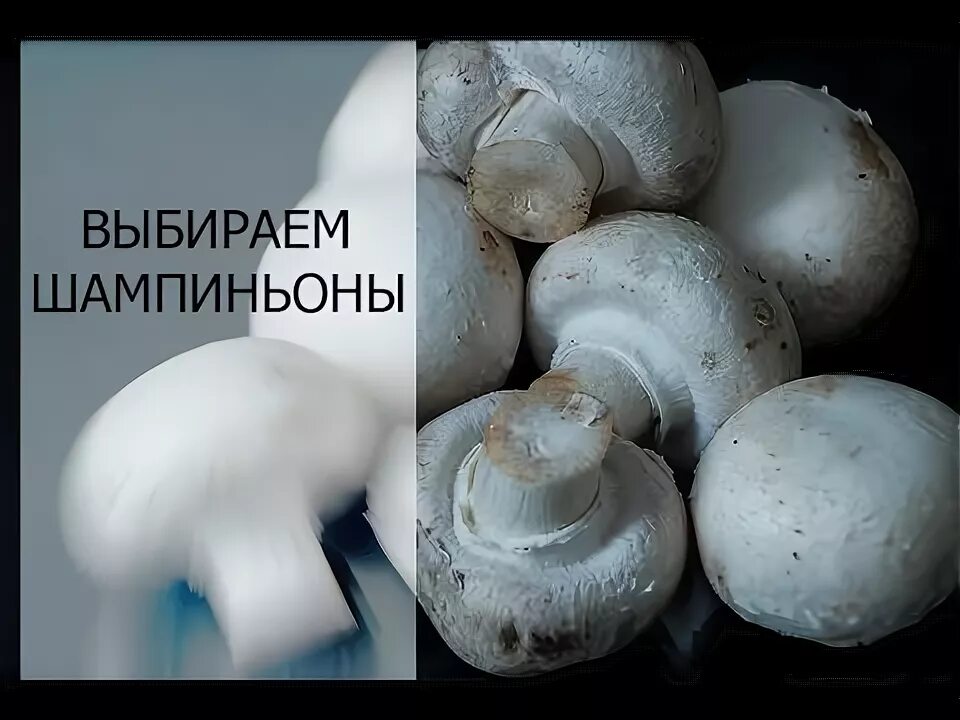 Как понять что шампиньоны испортились. Почему шампиньоны чернеют. Как правильно выбрать шампиньоны. Шампиньоны почернели снизу. Свежие шампиньоны как определить.