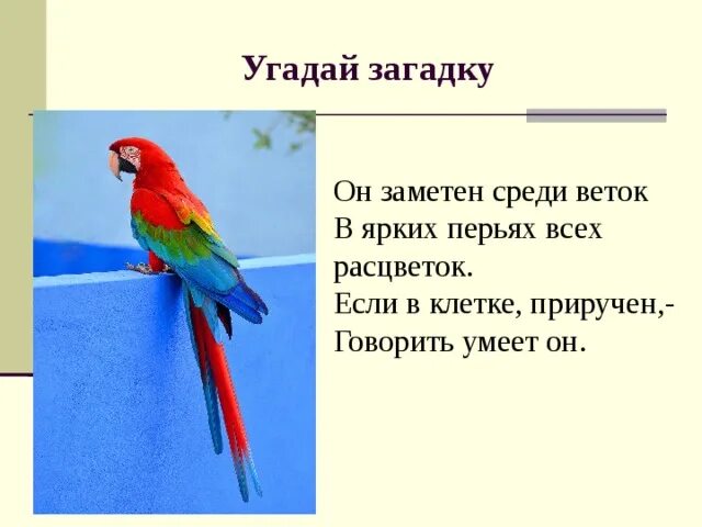 Всем известно что бывают говорящие попугаи. Загадка про попугая. Загадка про попугая для детей. Стих про попугая. Детские загадки про попугая.