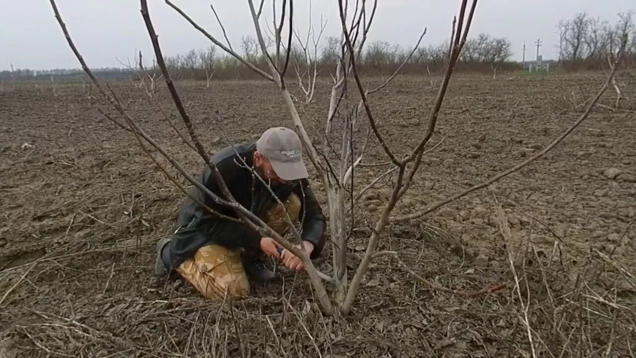 Как правильно обрезать грецкий. Формировка грецкого ореха. Формировка дерева грецкого ореха. Обрезка грецкого ореха весной. Формировка кроны грецкого ореха.