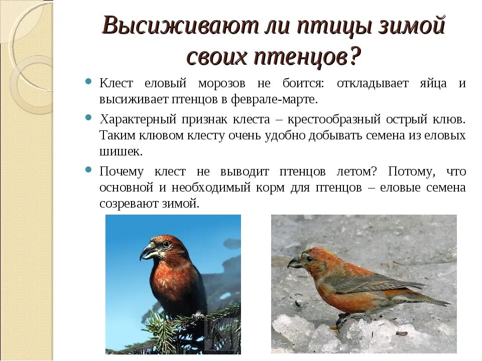 Какие птицы выводят птенцов зимой. Птица которая выводит птенцов зимой. Зимой выводят птенцов. Клест выводит птенцов зимой.