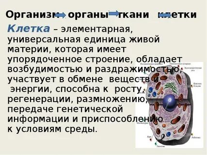 Клетка живая система