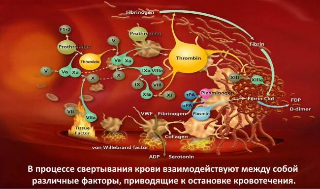 Плазменные факторы свертывания крови таблица. Факторы свертывающей системы крови. Плазменные факторы свертывания крови. Фактор свёртывания крови VII. Образование тромба попадание факторов свертывания в плазме