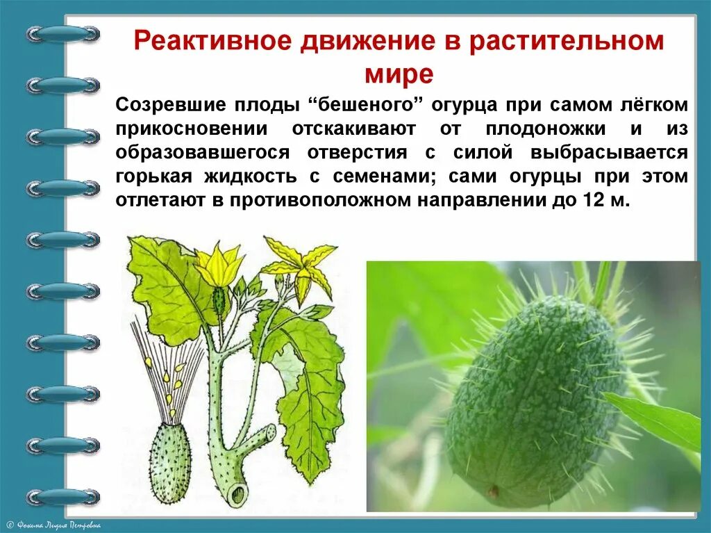 Бешеный огурец реактивное движение. Строение бешеного огурца. Бешеный огурец. Плоды бешеного огурца. Распространение семян огурца