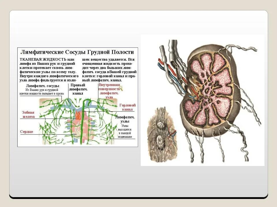 Лимфатические сосуды сердца, лимфоотток. 161. Лимфатические сосуды сердца, лимфоотток.. Лимфатическая система сердца анатомия. Лимфоотток от сердца схема. Лимфатические сосуды клетки