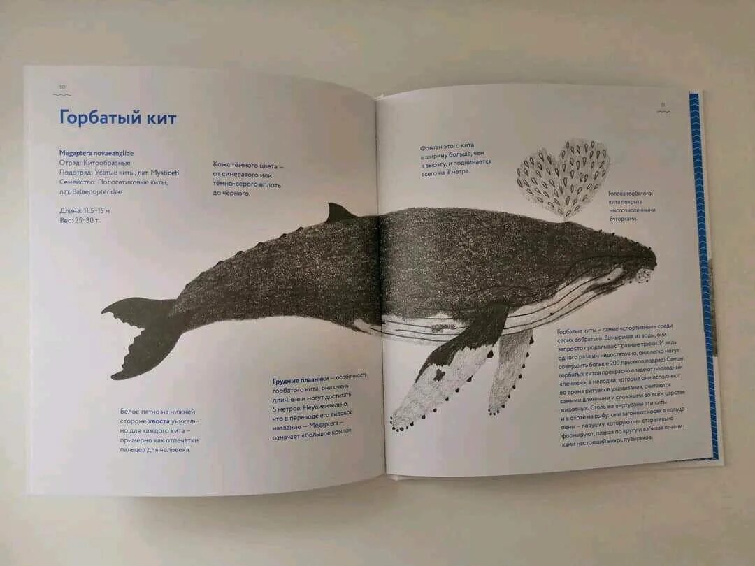 Книга про кита. Книга о китах Андреа Антинори. Книги про китов. Небольшие романы о китах. Книги о китах для детей.