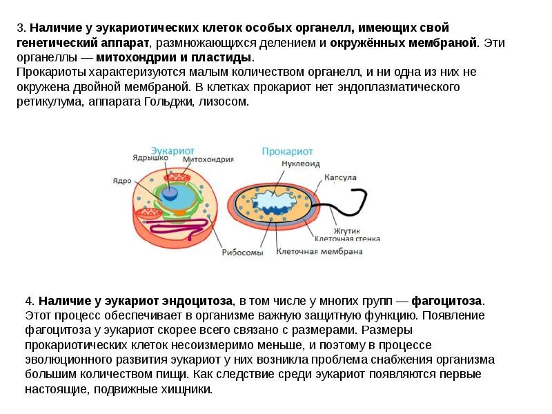 Строение хромосом прокариотической и эукариотической клетки. Эукариот и прокариот строение генетического аппарата. строение прокариот и эукариот. наследственный аппарат эукариотической клетки. характеристика наследственного аппарата эукариот.