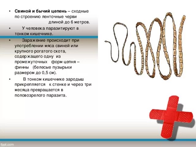 Как предотвратить заражение свиным цепнем. Как предотвратить заражение свиным цепнем