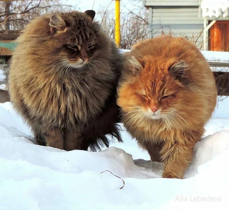 Сколько живут пушистые. Кошляндия Аллы Лебедевой. Коты Аллы Лебедевой Кошляндия. Норвежская длинношерстная Лесная кошка. Сибирская длинношерстная кошка.