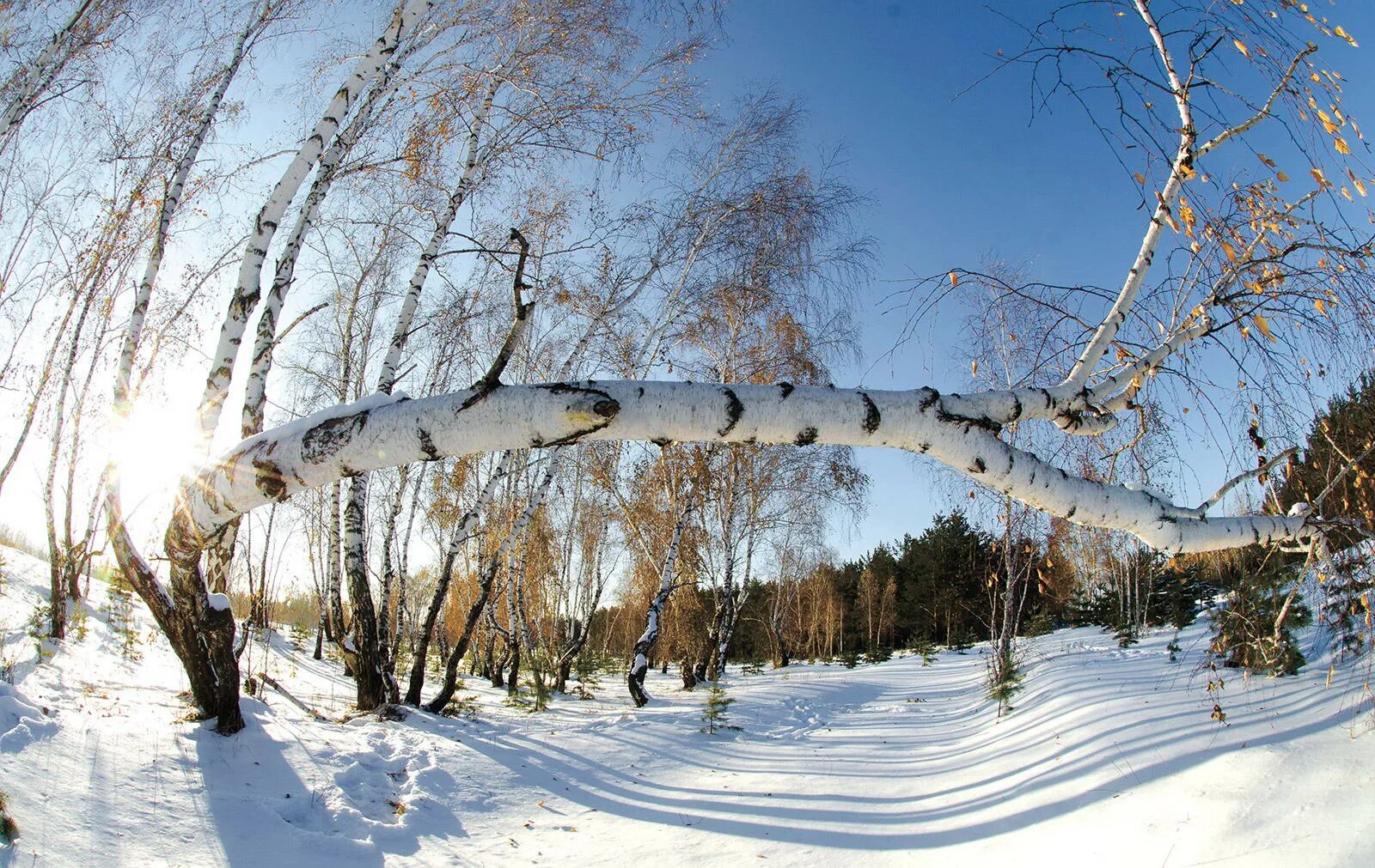 Боровое роща танцующих берез. Танцующие березы. Зимний пейзаж Минусинск. Бурабай Танцующие березы. Танцующие березки