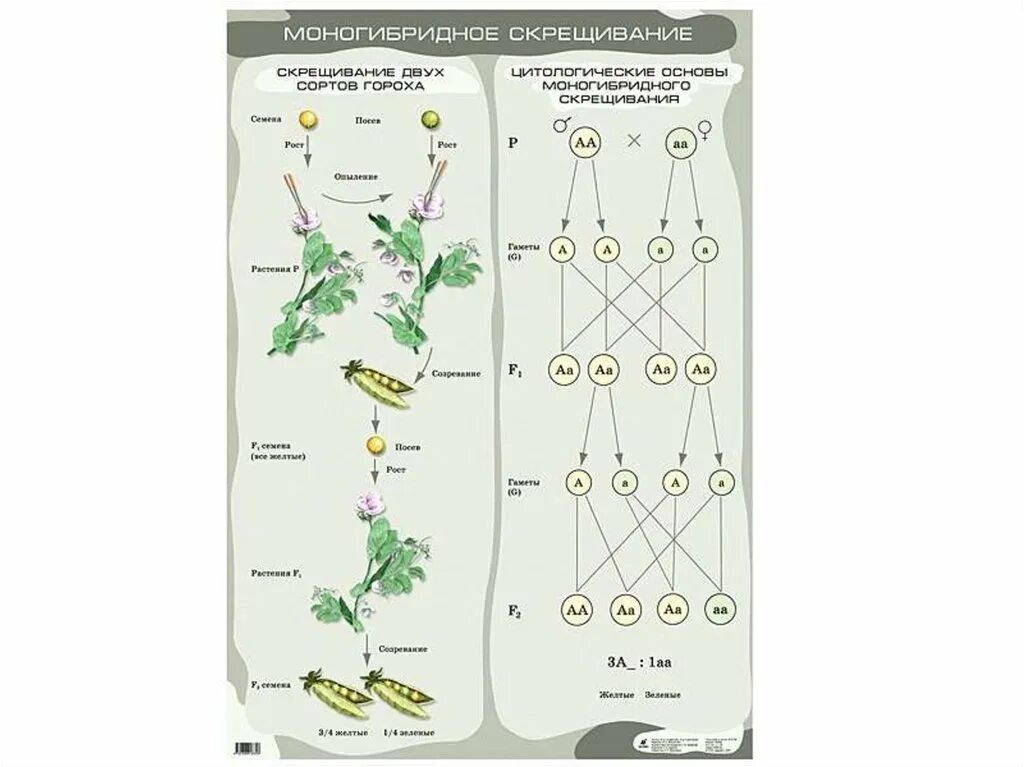 Схема скрещивания гороха биология. Моногибридное скрещивание гороха схема. Цитологические основы моногибридного скрещивания схема. Цитологические основы моногибридного скрещивания.