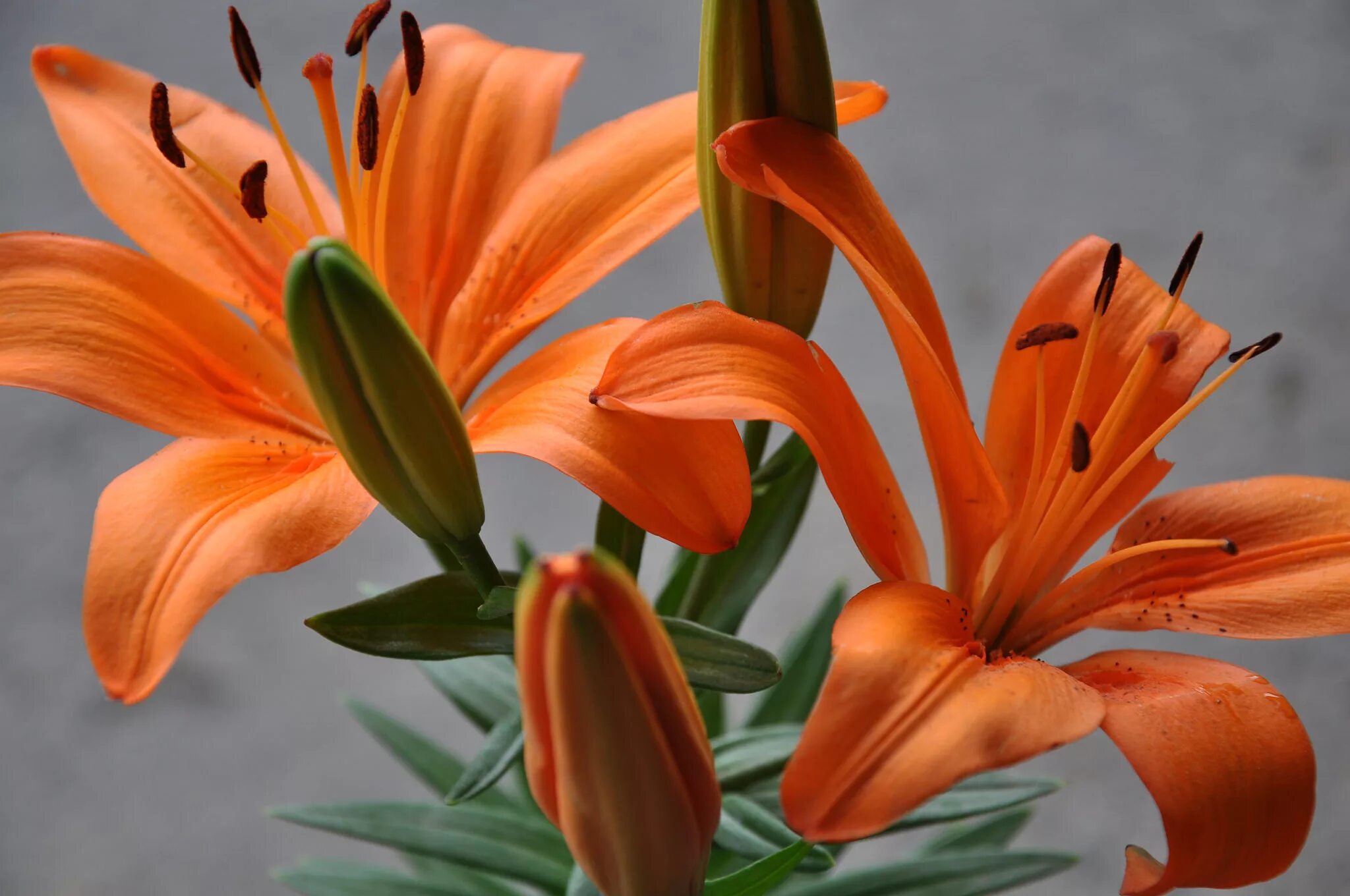 Несравненная белая лилия. Flower pictures, Flowers, Garden